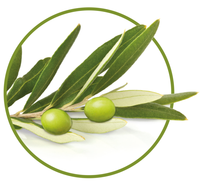 Olivenblatt-Extrakt - Pflanzliche Unterstützung für den Blutdruck